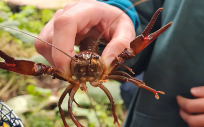 University of South Bohemia has a strong presence in global crayfish research