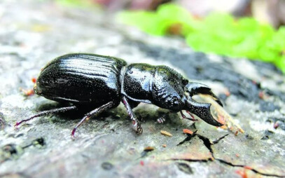 Research of FFWT has confirmed the occurrence of a rare beetle after a hundred years