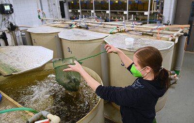 Conditions for fish farming are changing rapidly, scientists are looking for new ways