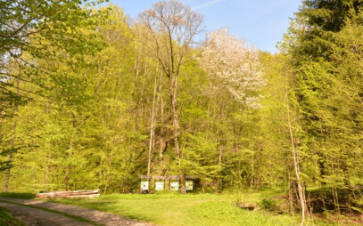 Czech forestry is changing. We have to respect nature, says an expert.