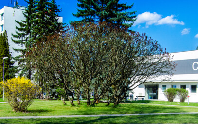 Institute of Technology and Business in České Budějovice