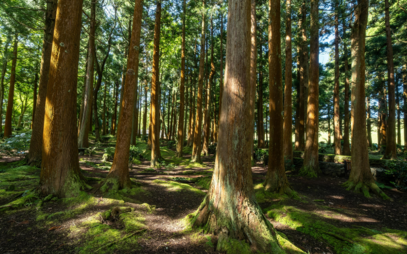 Which trees should be planted in the era of climate change? A student from FIT CTU has an answer