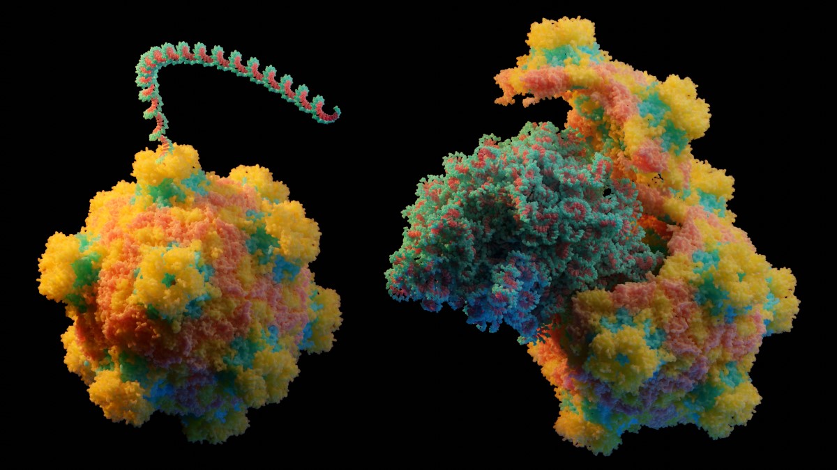 Virus releasing its genome - kopie