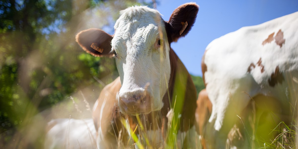 Study Biology and Agriculture in the Czech Republic